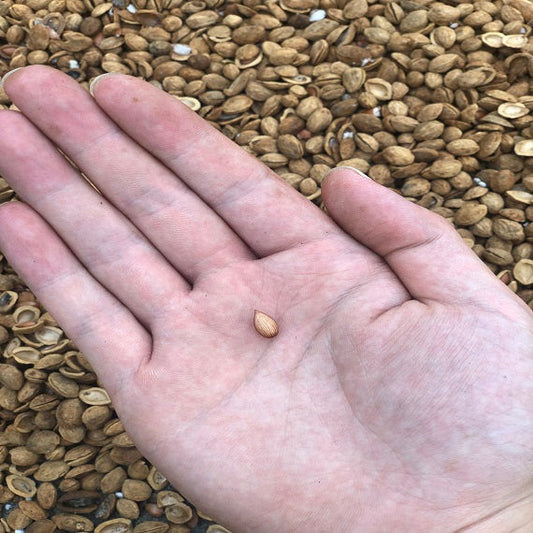 Yangmei Seed Germination Guide