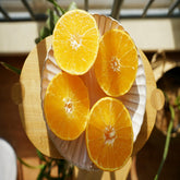 Beni Madonna scions - ChangYun