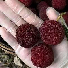 Grafted Dongkui Myrica rubra tree(Two age) - ChangYun