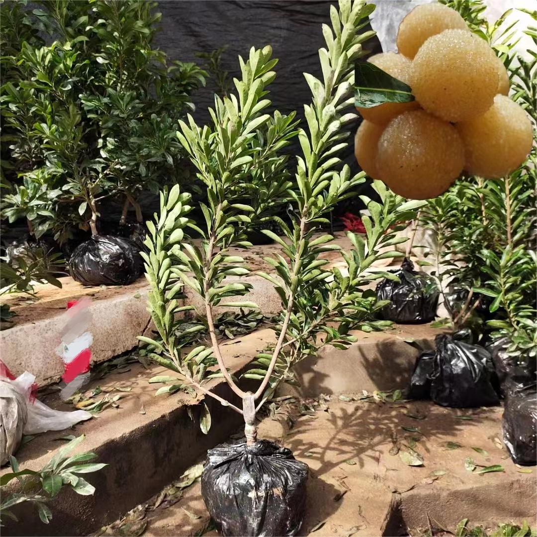Crystal Myrica rubra tree - ChangYun