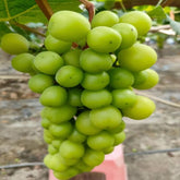 Shine Muscat cuttings - ChangYun