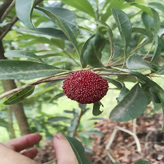 Grafted Big Leaf Prince Yangmei tree - ChangYun