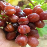 My Heart Grape(Cutting/Plant)