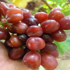 我的心葡萄(切割/种植)