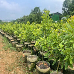 Grafted Wusu Yangmei Plant Bare Root