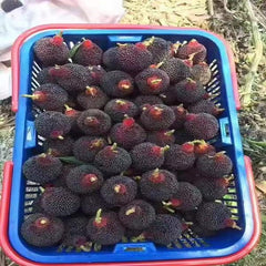 Grafted Wusu Yangmei Plant Bare Root