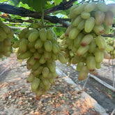 Manicure Finger Grape(Cutting/Plant)