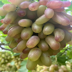 Manicure Finger Grape(Cutting/Plant)