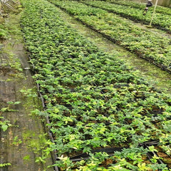 Jaboticaba Seedling(Fukuoka)