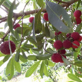 Grafted Rose Red Yangmei Plant Bare Root