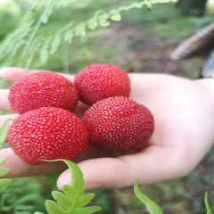 Grafted Rose Red Yangmei Plant Bare Root