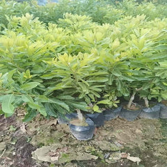 嫁接硬丝杨梅植物