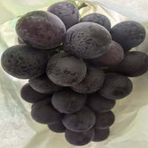 Nagano Purple Grape(Cutting/Plant)