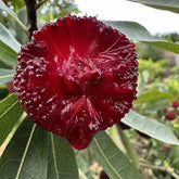 Grafted Soft Silk(Prince Anhai) Yangmei Plant Bare Root