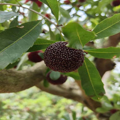 Grafted Soft Silk(Prince Anhai) Yangmei Plant Bare Root