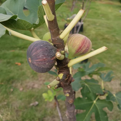 Coll de Dama Mutant Color Fig Plant