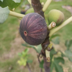 Coll de Dama Mutant Color Fig Plant