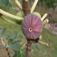 Coll de Dama Mutant Color Fig Plant