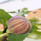 Coll de Dama Mutant Color Fig Plant