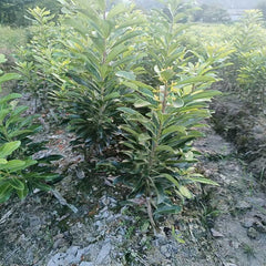 Grafted Zaojia Yangmei Plant Bare Root