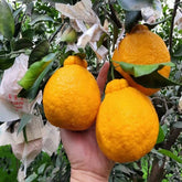 Grafted Shiranui Plant