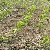 Grafted Lemon Shiranui Plant