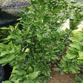 Grafted Ehime N46 Plant