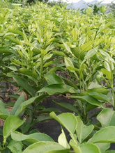 Grafted Ehime 68 Plant