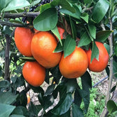 Grafted Mihaya Citrus Plant