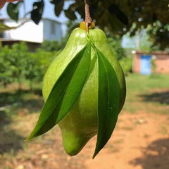 Grafted Rock Sugar Mangosteen Plant