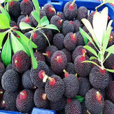 Grafted Wusu Yangmei Plant With Pot