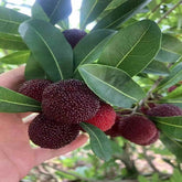 Grafted Black Crystal Yangmei Plant With Pot