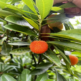 Grafted Crystal Yangmei Plant With Pot