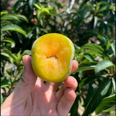 Bee Sugar Plum Scion