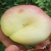 Grafted Cream Pan N8 Plant