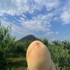 Planta de melocotón Hakuho