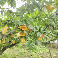 Planta de melocotón Hakuho
