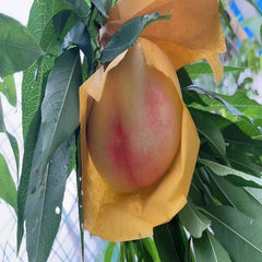 Planta de melocotón Hakuho