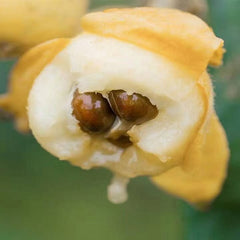 Planta de níspero Baisha