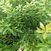 Yangmei Rootstock
