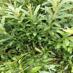 Yangmei Rootstock