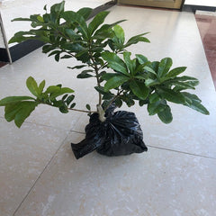 Grafted Yongguan Yangmei Plant
