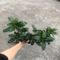 Grafted Yongguan Yangmei Plant