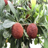 Grafted Yongguan Yangmei Plant