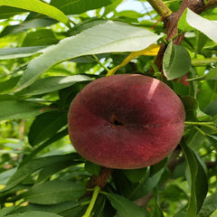 C25 Blood Flat Peach Plant
