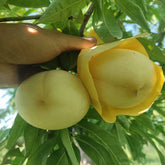Tousui Peach Plant