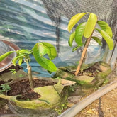 Grafted Mundu Mangosteen Plant