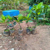 Grafted Indonesian Red Jackfruit Plant