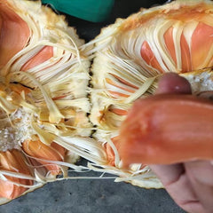 嫁接印尼红菠萝蜜植物