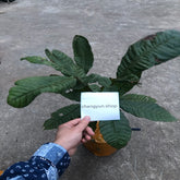 Fijian Longan Plant-Seedling